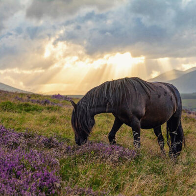 Herd about Cumbria's Fell Ponies?