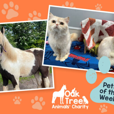 Meet the Pets of the Week at Oak Tree Animals Charity