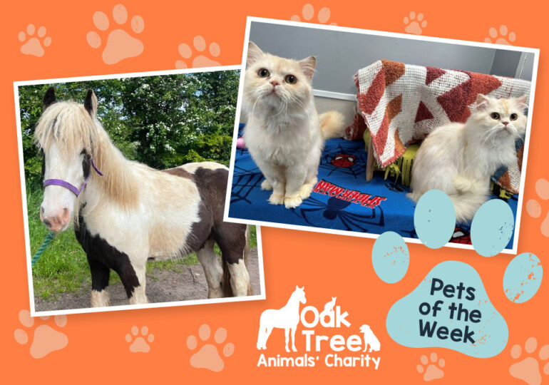 Meet the Pets of the Week at Oak Tree Animals Charity