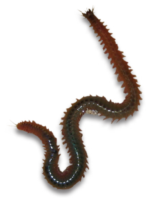 Cumbria Guide | Wildlife of The Solway Firth [91] The Estuary Ragworm ...